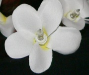 white frangipani single_sml.jpg